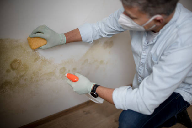 Best Certified Mold Removal  in Man, IL